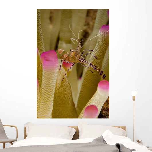 Spotted Cleaner Shrimp Pink Wall Decal Design 1