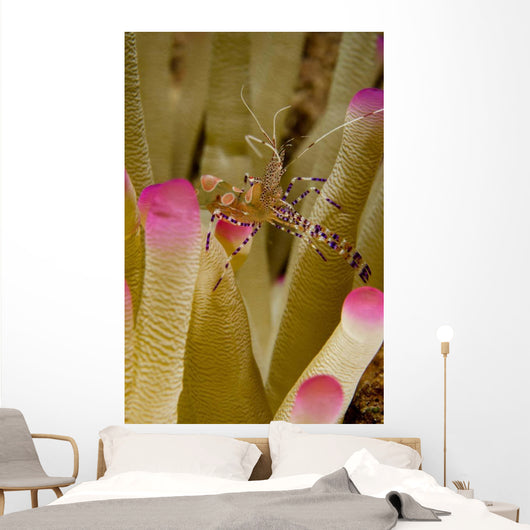 Spotted Cleaner Shrimp Pink Wall Decal Design 1