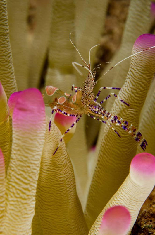 Spotted Cleaner Shrimp Pink Wall Decal Design 1