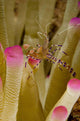 Spotted Cleaner Shrimp Pink Wall Decal Design 1