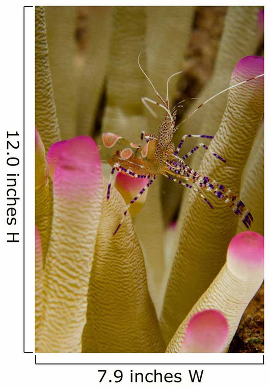 Spotted Cleaner Shrimp Pink Wall Decal Design 1