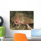 Batfish Close-up West Palm Wall Decal