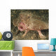 Batfish Close-up West Palm Wall Decal