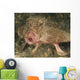 Batfish Close-up West Palm Wall Decal
