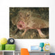 Batfish Close-up West Palm Wall Decal
