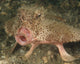 Batfish Close-up West Palm Wall Decal