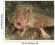 Batfish Close-up West Palm Wall Decal