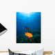 Sunrays Shining Garibaldi Damselfish Wall Decal