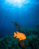 Sunrays Shining Garibaldi Damselfish Wall Decal