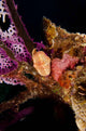 Flamingo Tongue Snail Coral Wall Decal