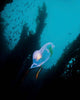 Bioluminescent Tunicate Catalina Island Wall Decal