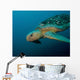 Loggerhead Sea Turtle off Wall Decal