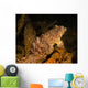 Oyster Toadfish Sitting inside Wall Decal