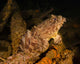 Oyster Toadfish Sitting inside Wall Decal