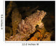 Oyster Toadfish Sitting inside Wall Decal