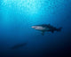 Sand Tiger Shark and Wall Decal