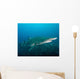 Sand Tiger Shark above Wall Decal