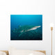 Sand Tiger Shark above Wall Decal