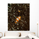 Pair Anemonefish Its Host Wall Decal Design 2