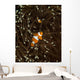 Pair Anemonefish Its Host Wall Decal Design 2