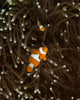 Pair Anemonefish Its Host Wall Decal Design 2