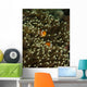 Pair Anemonefish Its Host Wall Decal Design 1