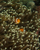 Pair Anemonefish Its Host Wall Decal Design 1
