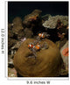 Anemonefish Their Host Anemone Wall Decal