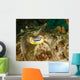 Close-up Cuttlefish Eye Manado Wall Decal