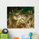 Close-up Cuttlefish Eye Manado Wall Decal