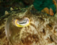 Close-up Cuttlefish Eye Manado Wall Decal