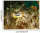 Close-up Cuttlefish Eye Manado Wall Decal