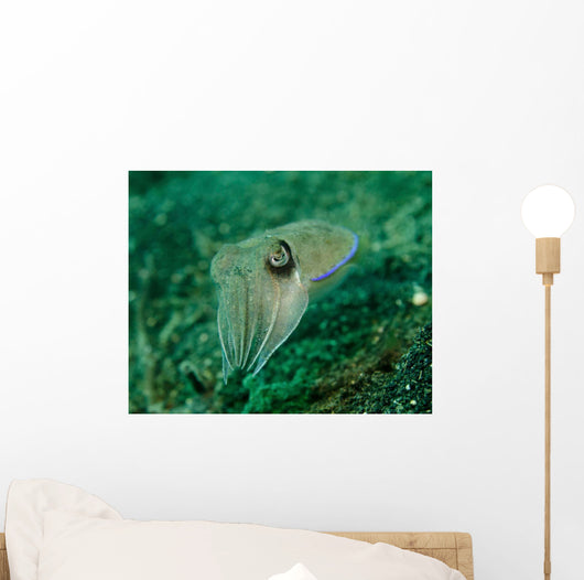 Golden Cuttlefish Lembeh Strait Wall Decal