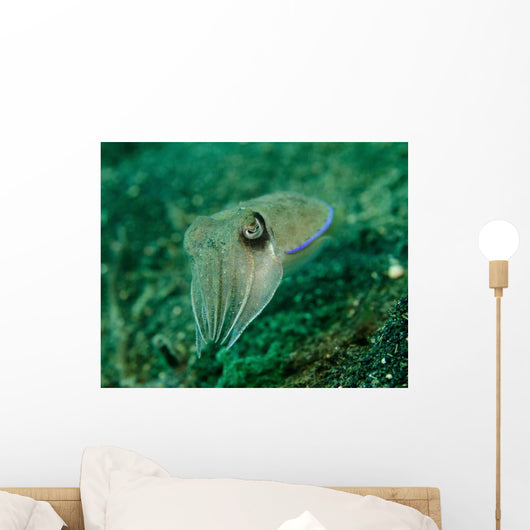 Golden Cuttlefish Lembeh Strait Wall Decal