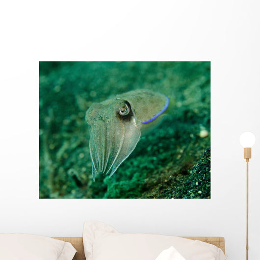 Golden Cuttlefish Lembeh Strait Wall Decal