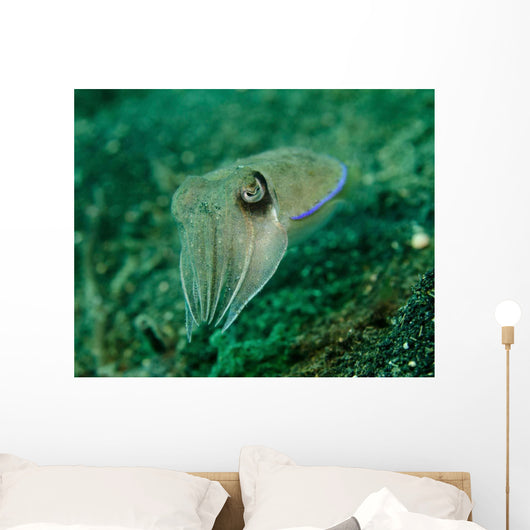 Golden Cuttlefish Lembeh Strait Wall Decal