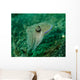 Golden Cuttlefish Lembeh Strait Wall Decal