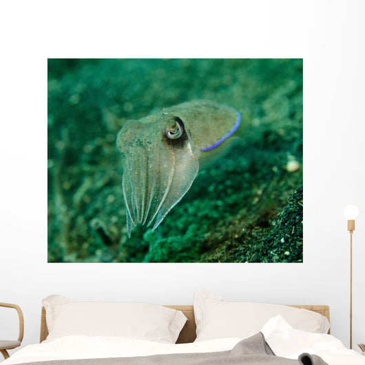 Golden Cuttlefish Lembeh Strait Wall Decal