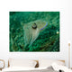 Golden Cuttlefish Lembeh Strait Wall Decal