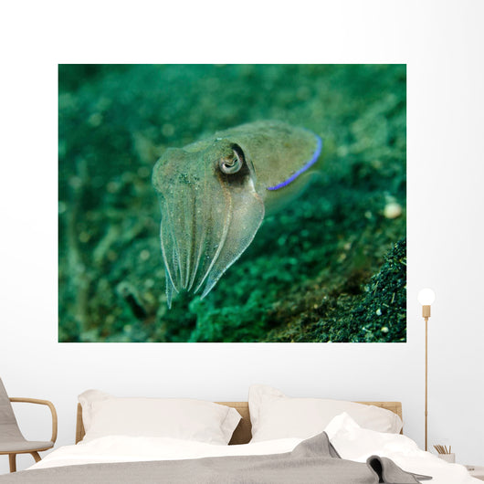 Golden Cuttlefish Lembeh Strait Wall Decal