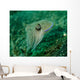 Golden Cuttlefish Lembeh Strait Wall Decal