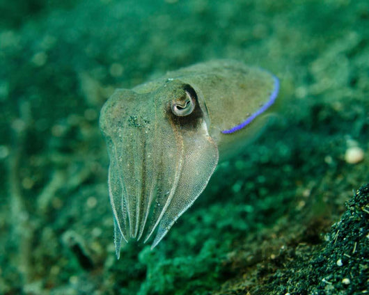 Golden Cuttlefish Lembeh Strait Wall Decal
