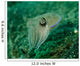 Golden Cuttlefish Lembeh Strait Wall Decal