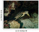 Green Turtle Bunaken Marine Wall Decal Design 3