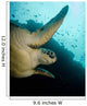 Green Turtle Bunaken Marine Wall Decal Design 2