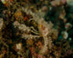 Decorator Crab Lembeh Strait Wall Decal