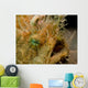 Hairy Frogfish Lembeh Strait Wall Decal