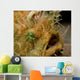 Hairy Frogfish Lembeh Strait Wall Decal