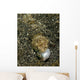Lizardfish Feeding Fish Lembeh Wall Decal Design 2