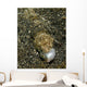 Lizardfish Feeding Fish Lembeh Wall Decal Design 2